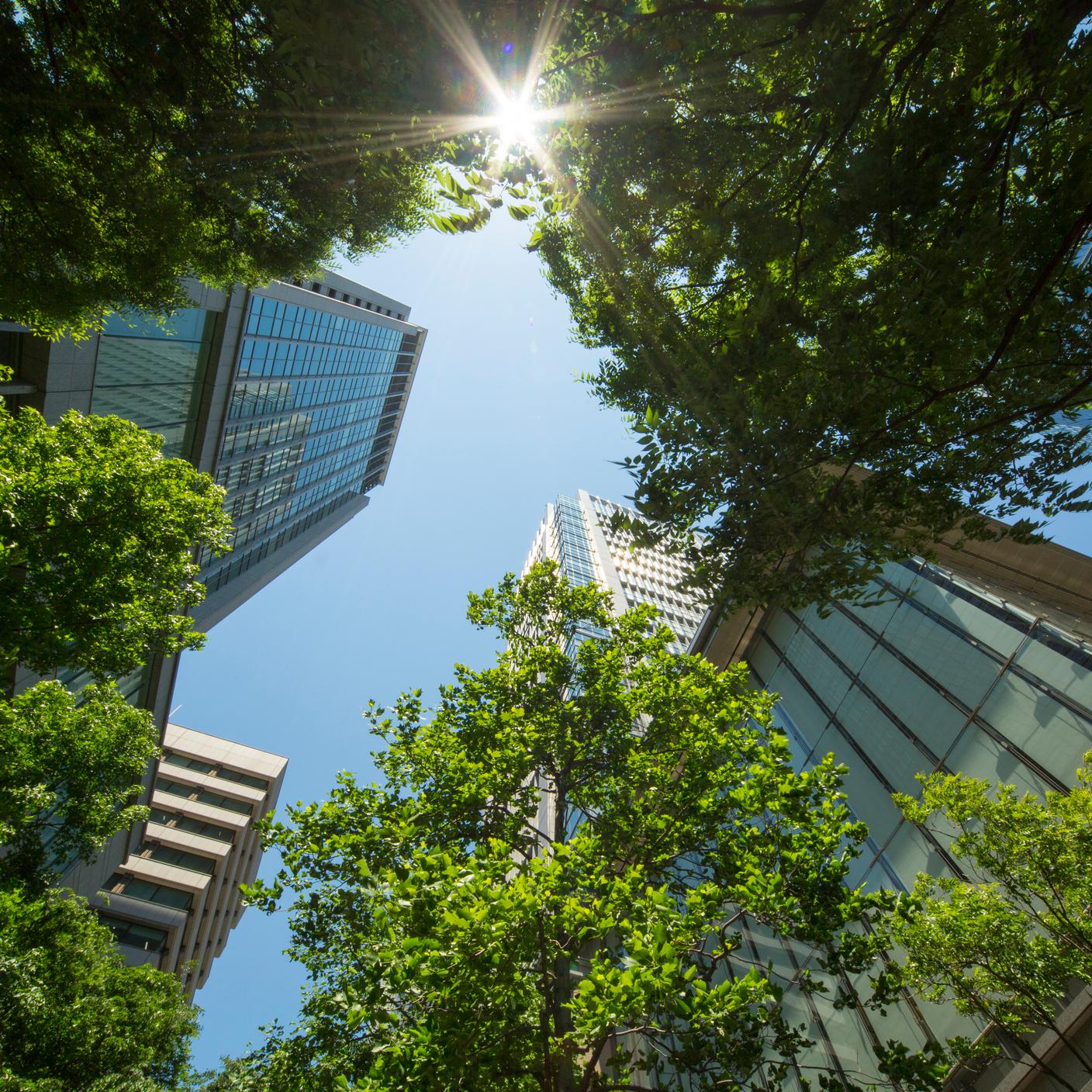 城市绿化，建筑物与绿地的低角度景观